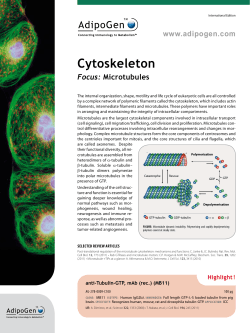 Cytoskeleton
