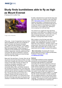 Study finds bumblebees able to fly as high as Mount Everest