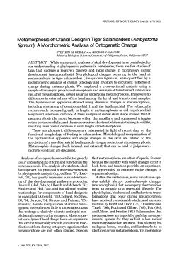 Metamorphosis of cranial design in tiger salamanders (Ambystoma