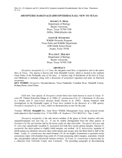 Dryopteris marginalis (Dryopteridaceae)