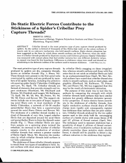 Do Static Electric Forces Contribute to the Stickiness of a Spider`s