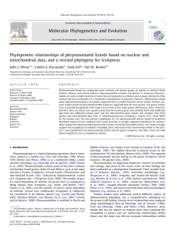 Phylogenetic relationships of phrynosomatid lizards