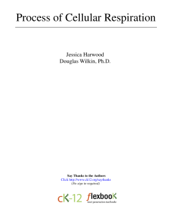 Process of Cellular Respiration