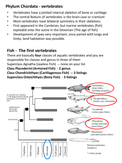 Phylum Chordata - vertebrates Fish