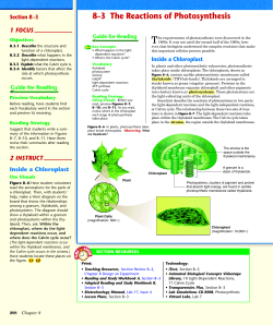 Rate of Photosynthesis