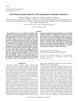 Burrowing in marine muds by crack propagation: kinematics and