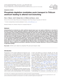 Phosphate depletion modulates auxin transport in Triticum aestivum