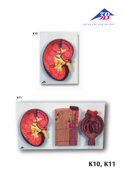 K10, K11 - 3B Scientific
