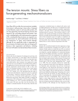 The tension mounts: Stress fibers as force