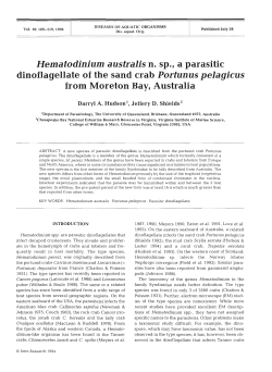 Hematodinium australis n. sp., a parasitic