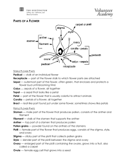 parts of a flower
