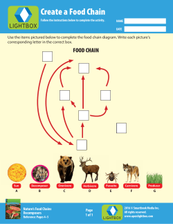 Create a Food Chain