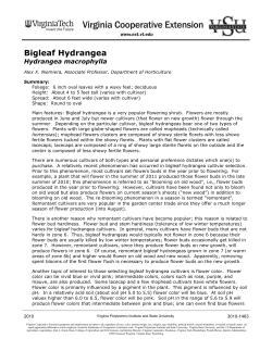 Bigleaf Hydrangea, Hydrangea macrophylla