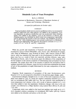 Metabolic Lysis of Yeast Protoplasts