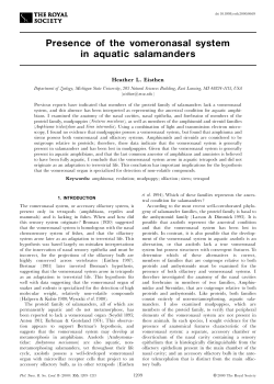 Presence of the vomeronasal system in aquatic salamanders
