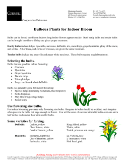 Bulbous Plants for Indoor Bloom - Cornell Cooperative Extension
