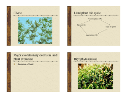 Chara Land plant life cycle Major evolutionary events in land plant