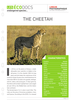 the cheetah - L`arche photographique