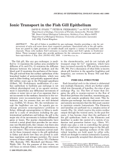 Ionic Transport in the Fish Gill Epithelium - People