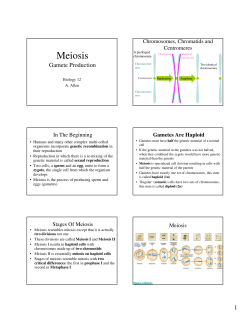 Meiosis - hrsbstaff.ednet.ns.ca