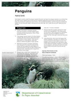 Penguins - Department of Conservation