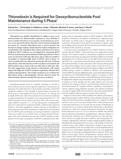 Thioredoxin Is Required for Deoxyribonucleotide Pool Maintenance