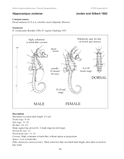Hippocampus zosterae Jordan and Gilbert 1882