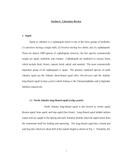 Section I: Literature Review 1. Squid Squid or calamari is a