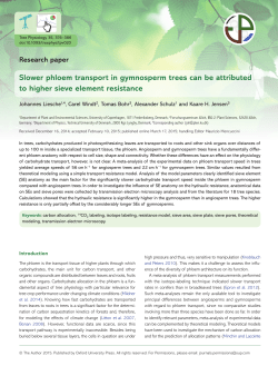 Slower phloem transport in gymnosperm trees