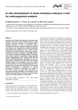 In vitro development of maize immature embryos