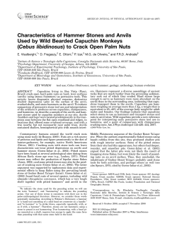 Characteristics of hammer stones and anvils used by wild bearded