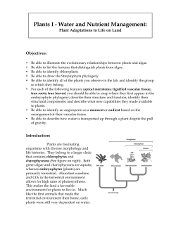 Instructions for the Plants I lab (vascular tissues).