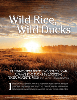 Wild Rice, Wild Ducks