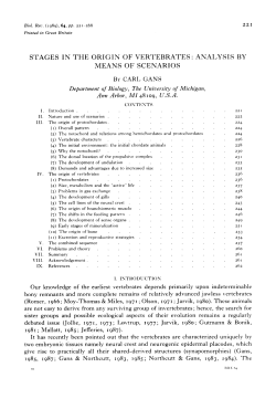 stages in the origin of vertebrates: analysis by means of