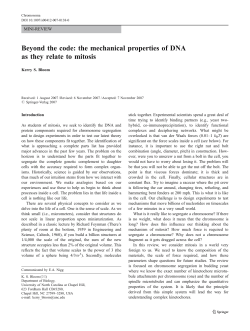 the mechanical properties of DNA as they relate to mitosis