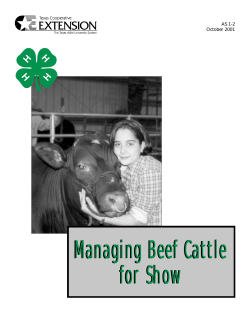 Managing Beef Cattle for Show