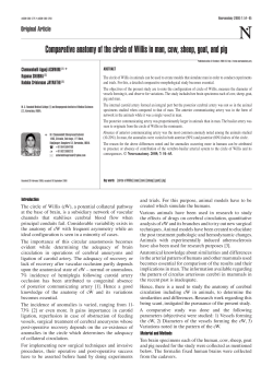 Comparative anatomy of the circle of Willis in man, cow, sheep, goat