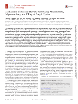 Mechanisms of Bacterial (Serratia marcescens) Attachment to