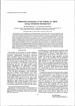 Differential Expression of the Cellular src Gene during Vertebrate