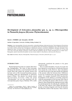 Development of Schroedera plumatellae gen. n., sp. n. (Microsporidia)