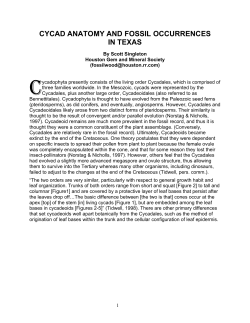 Cycad Anatomy and Fossil Occurrences in Texas