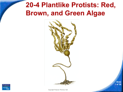 20-4 Plantlike Protists: Red, Brown, and Green Algae