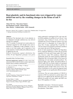 Root plasticity and its functional roles were triggered by water deficit
