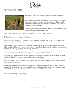 Cheetah Fun Facts