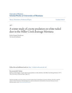 A winter study of coyote predation on white