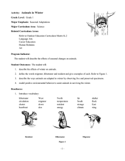 Activity: Animals in Winter
