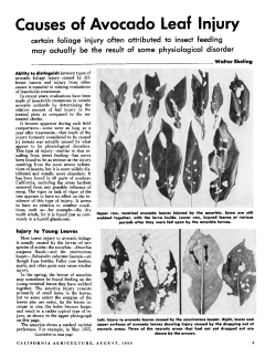 Causes of avocado leaf injury: Certain foliage injury often attributed