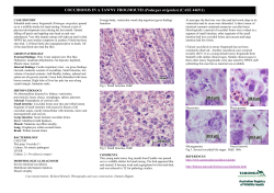 Coccidiosis in a Tawny Frogmouth
