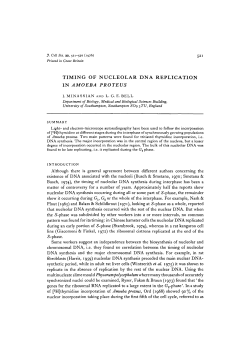 TIMING OF NUCLEOLAR DNA REPLICATION IN AMOEBA PROTEUS
