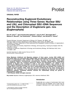 Reconstructing Euglenoid Evolutionary Relationships using Three
